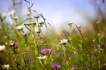 Image showing Summer meadow