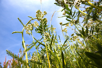 Image showing Summer meadow