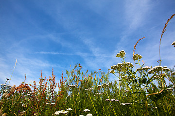 Image showing Summer meadow