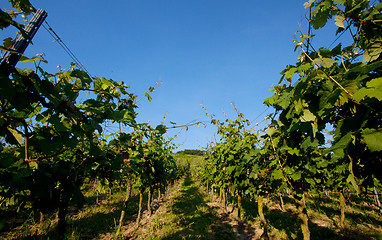Image showing Vineyard in Southwest Germany