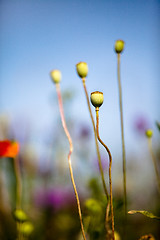 Image showing Wild Poppies