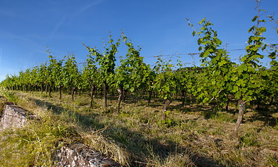 Image showing Vineyard in Southwest Germany