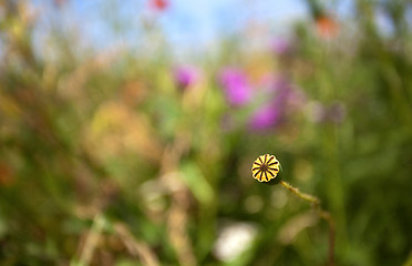 Image showing Wild Poppies