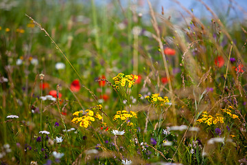 Image showing Summer meadow