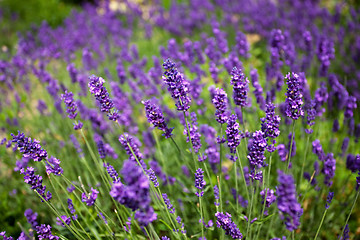 Image showing Lavender