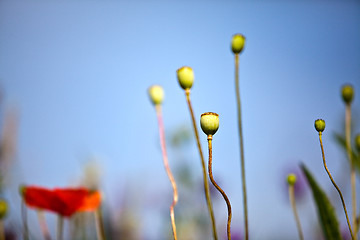 Image showing Wild Poppies