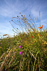 Image showing Summer meadow