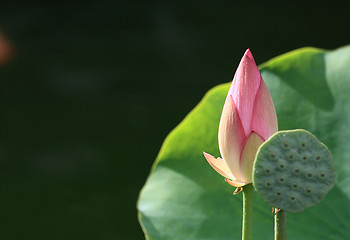 Image showing Lotus