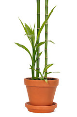 Image showing Bamboo in a Pot