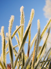 Image showing Frost on Pine