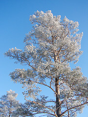 Image showing Winter pine tree