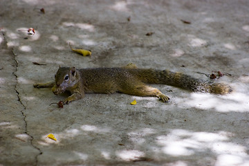 Image showing Tree squirrel