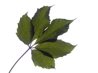 Image showing Vine Leaf