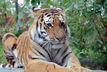 Image showing Siberian Tiger