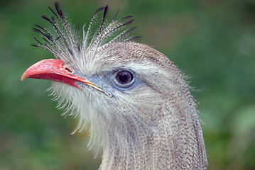 Image showing Exotic Bird