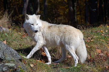 Image showing Arctic Wolf