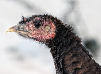 Image showing Wild Turkey