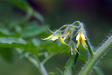 Image showing Tomato flowers