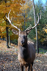 Image showing Elk