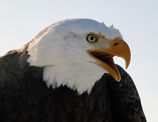 Image showing Bald eagle