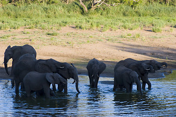 Image showing African Elephant