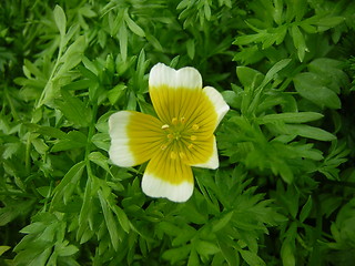 Image showing Poached Egg Plant