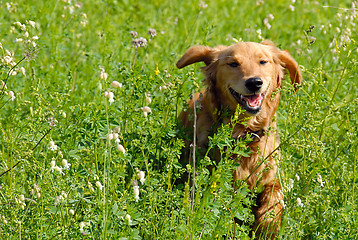 Image showing Dog in grass