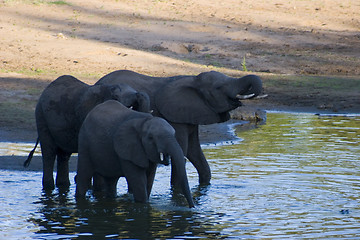 Image showing African Elephant