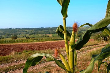 Image showing Rural landscape Serbia