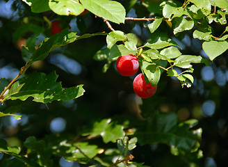 Image showing Red plums