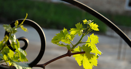 Image showing Grapes branch