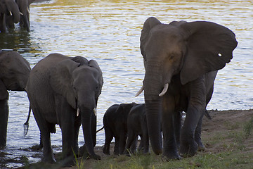 Image showing African Elephant