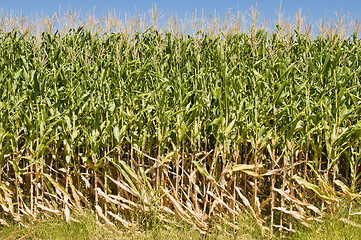 Image showing Cornfield