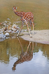 Image showing Giraffe