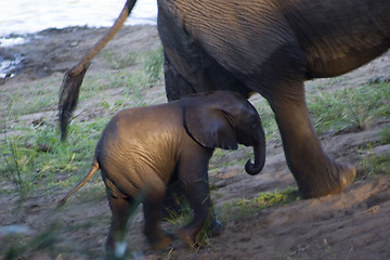 Image showing African Elephant