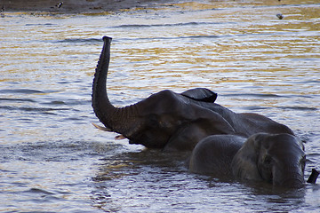 Image showing African Elephant