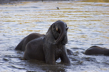 Image showing African Elephant