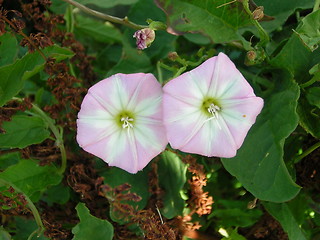 Image showing pink flower