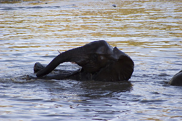 Image showing African Elephant