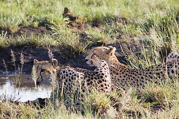 Image showing Cheetah