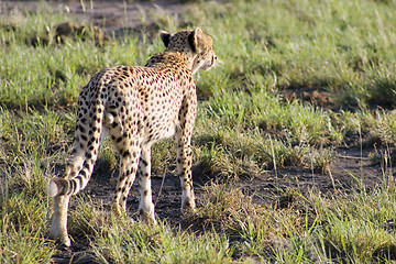 Image showing Cheetah