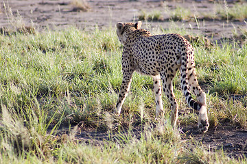 Image showing Cheetah