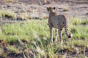 Image showing Cheetah