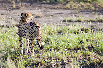 Image showing Cheetah