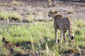 Image showing Cheetah