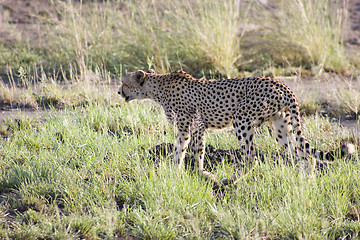 Image showing Cheetah