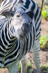 Image showing Burchell's zebra