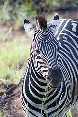 Image showing Burchell's zebra