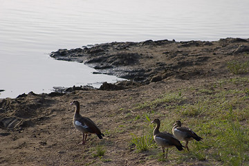 Image showing Egyptian goose