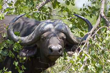 Image showing Cape buffalo